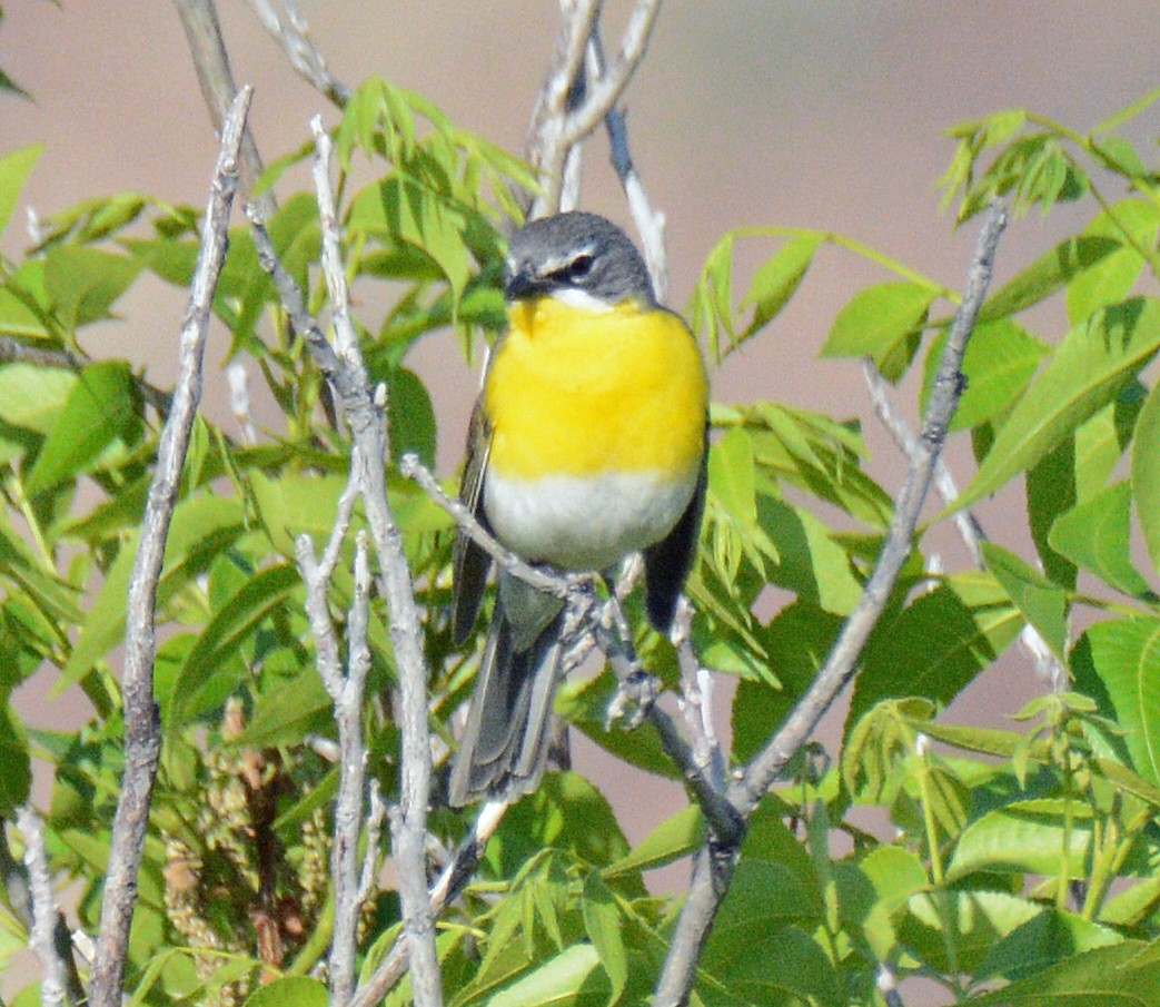 Yellow-breasted Chat - ML618658097