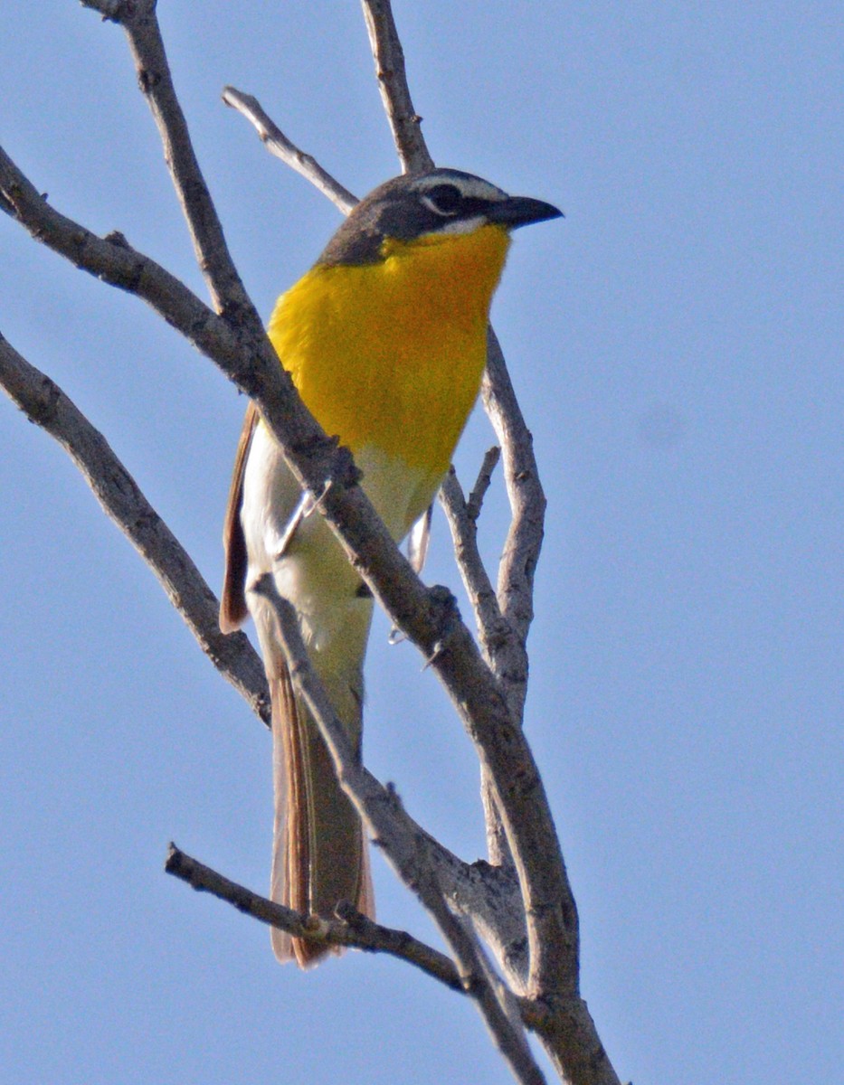 Yellow-breasted Chat - ML618658098
