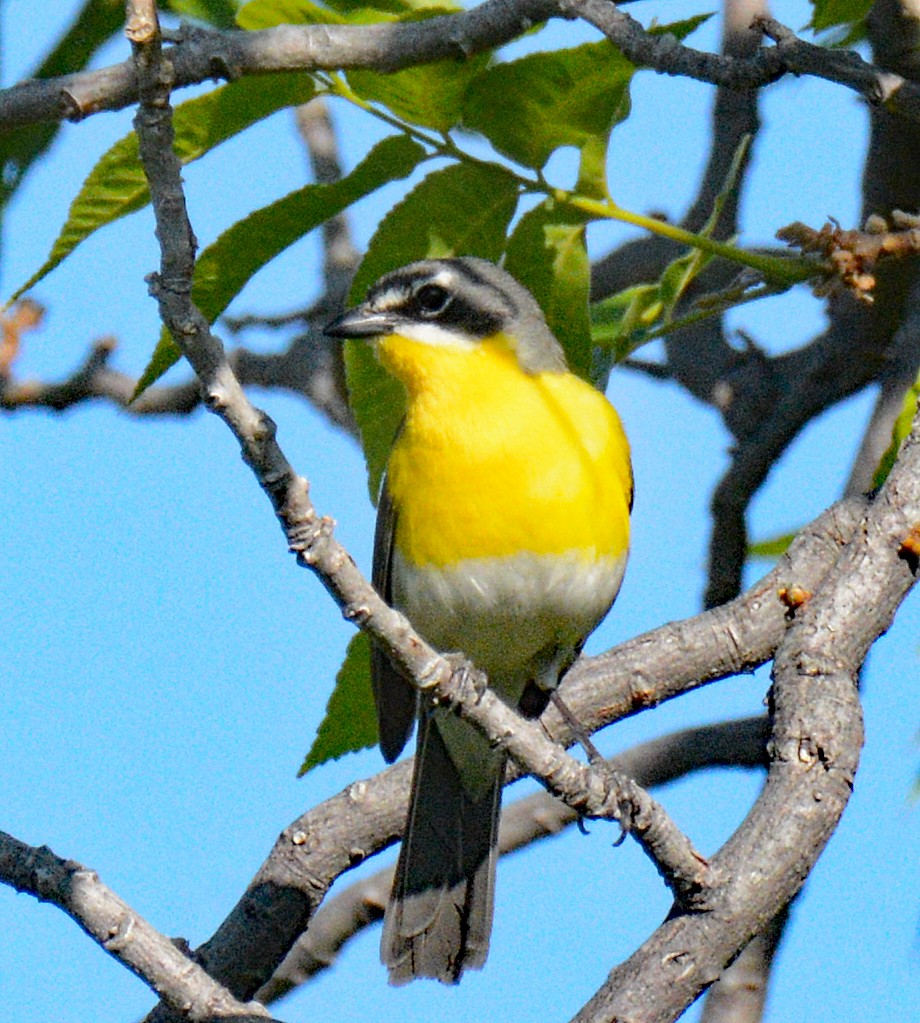 Yellow-breasted Chat - ML618658099