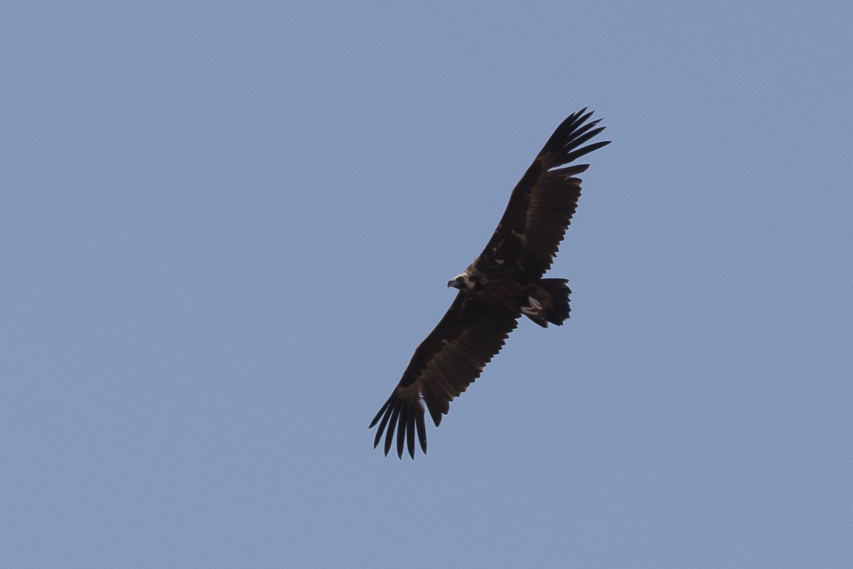 Cinereous Vulture - ML618658100
