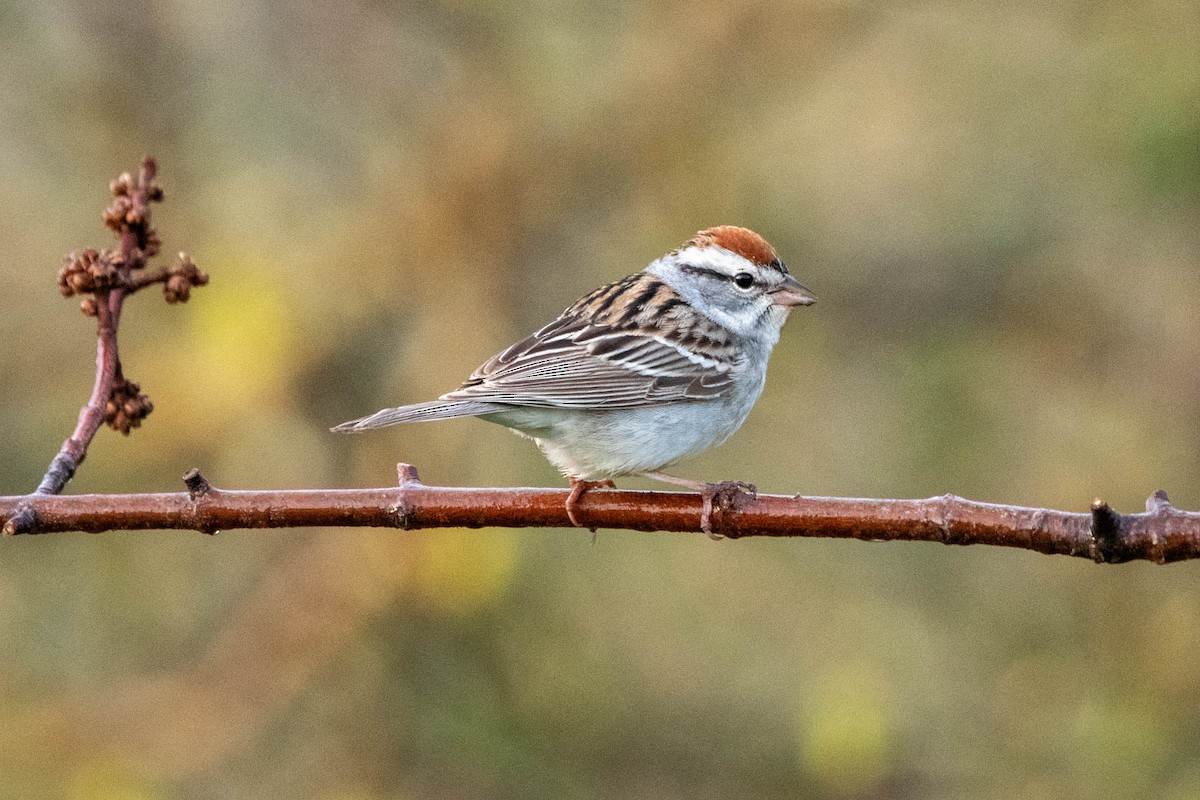 Chipping Sparrow - ML618658110