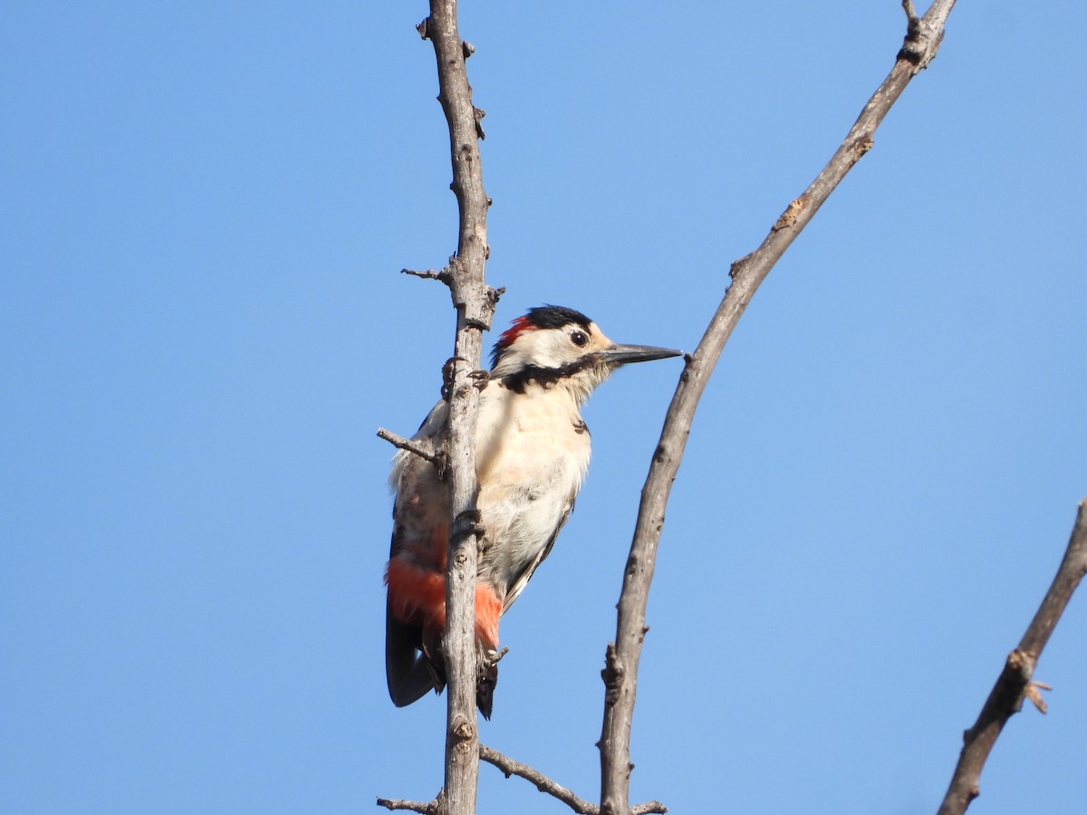 Syrian Woodpecker - ML618658113