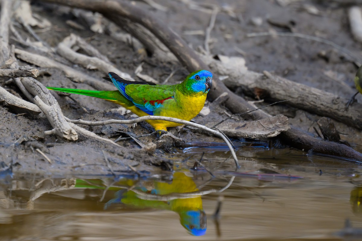 Turquoise Parrot - ML618658115