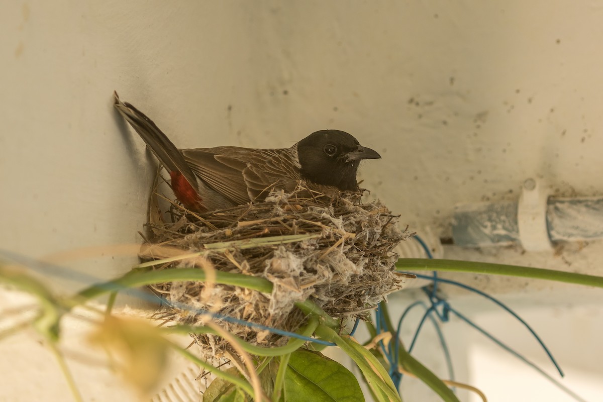 Red-vented Bulbul - ML618658150