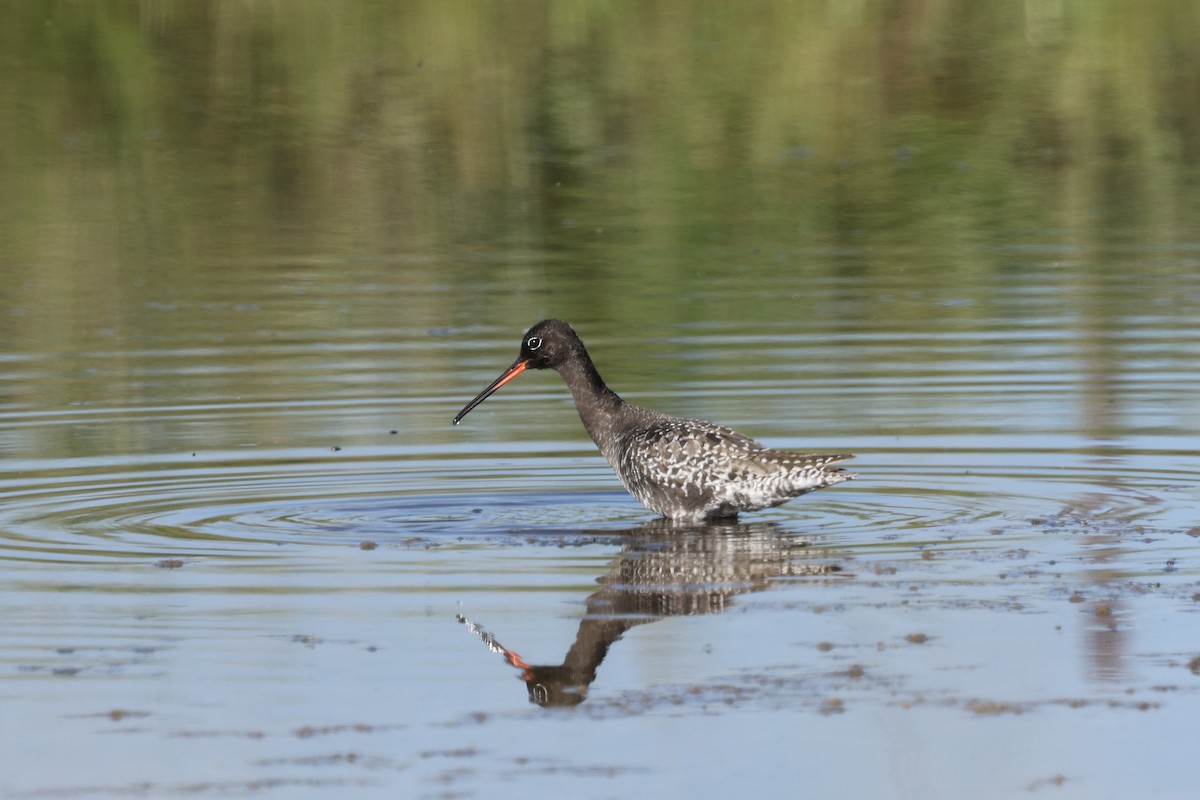 Spotted Redshank - ML618658166