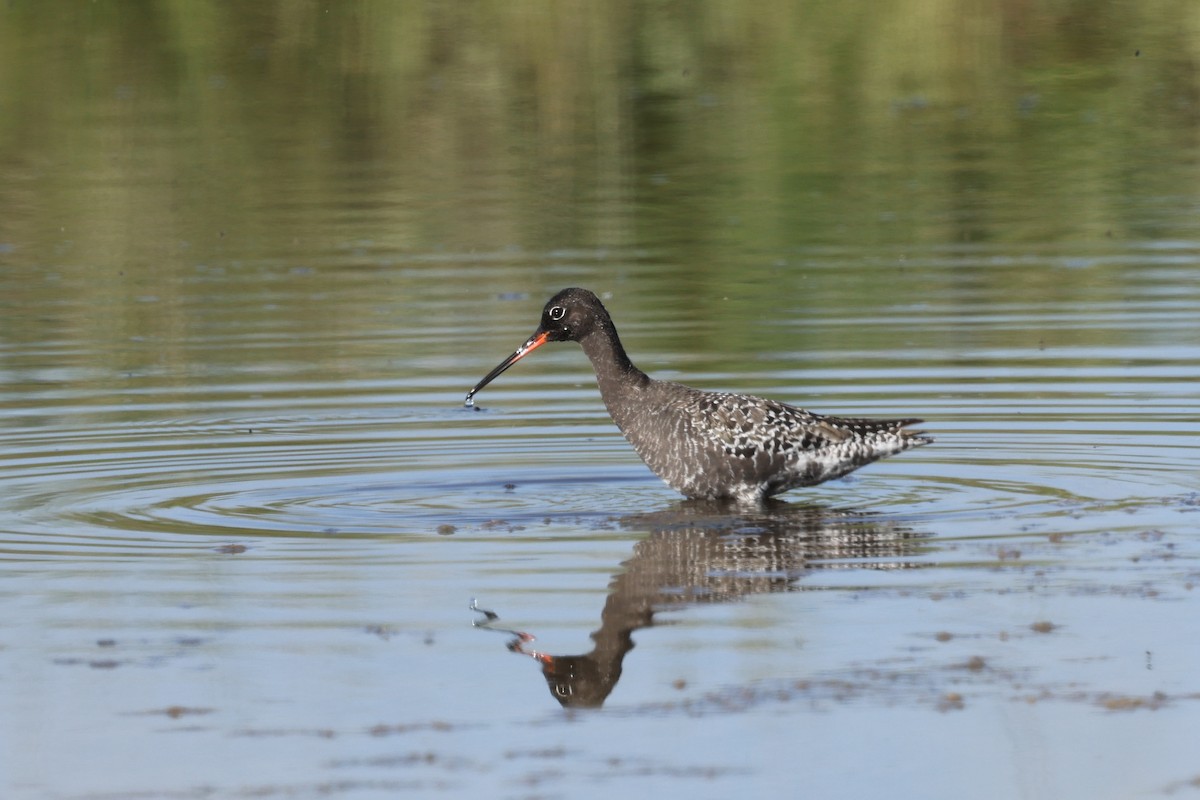 Spotted Redshank - ML618658167