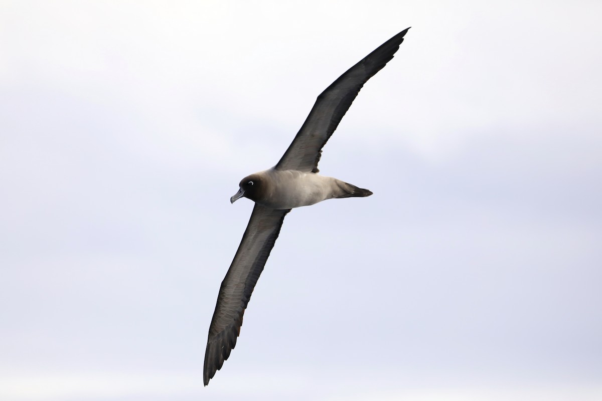 albatros světlehřbetý - ML618658195