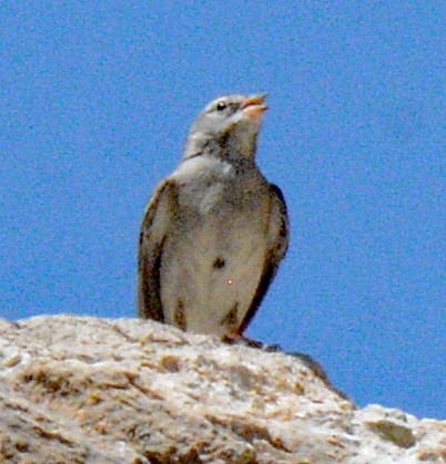 Chipping Sparrow - ML618658197