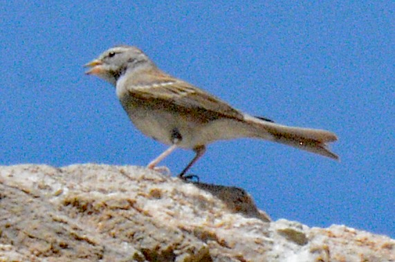 Chipping Sparrow - ML618658198