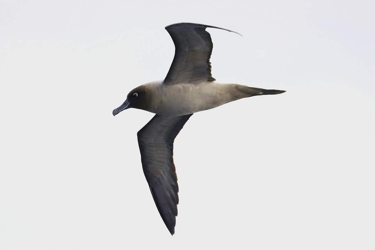 albatros světlehřbetý - ML618658199
