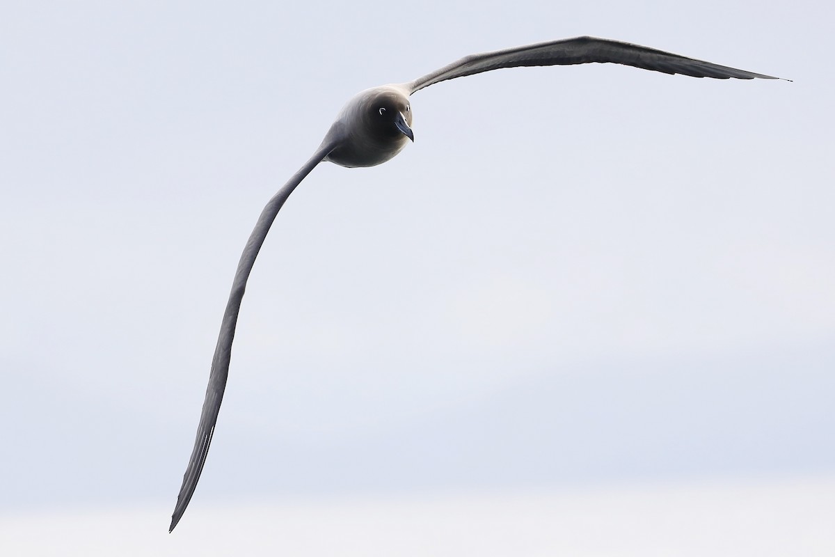 Light-mantled Albatross - Peter Kyne