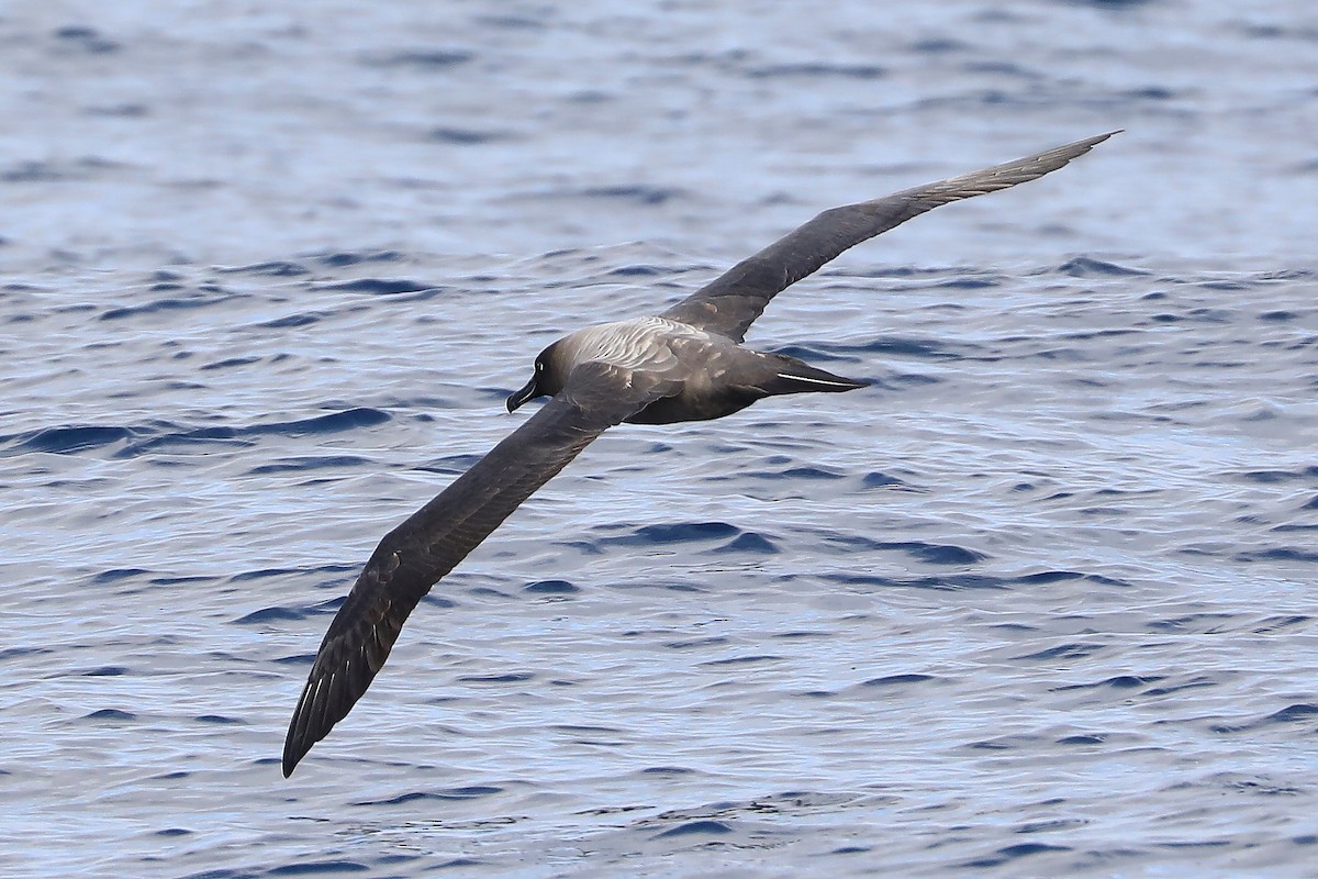Albatros fuligineux - ML618658201