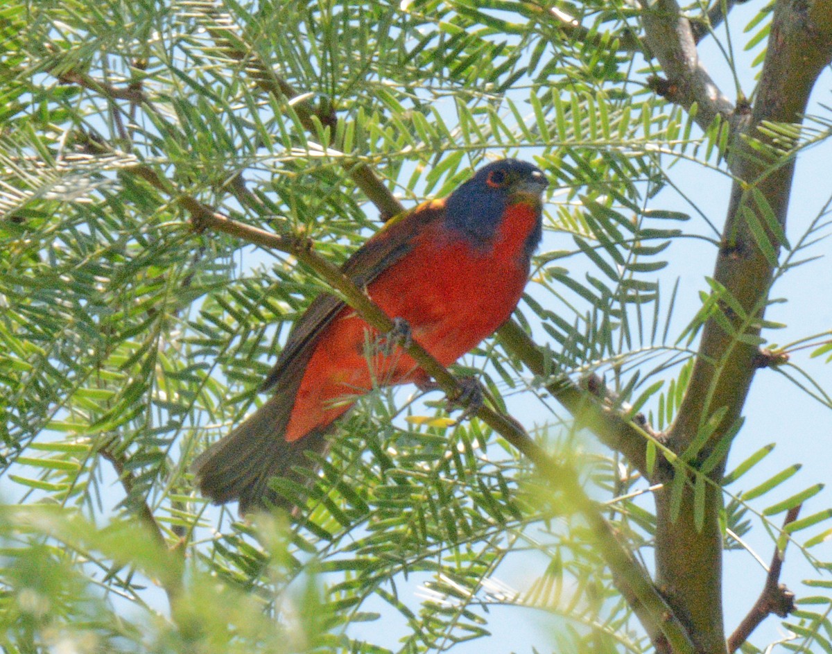 Painted Bunting - ML618658202