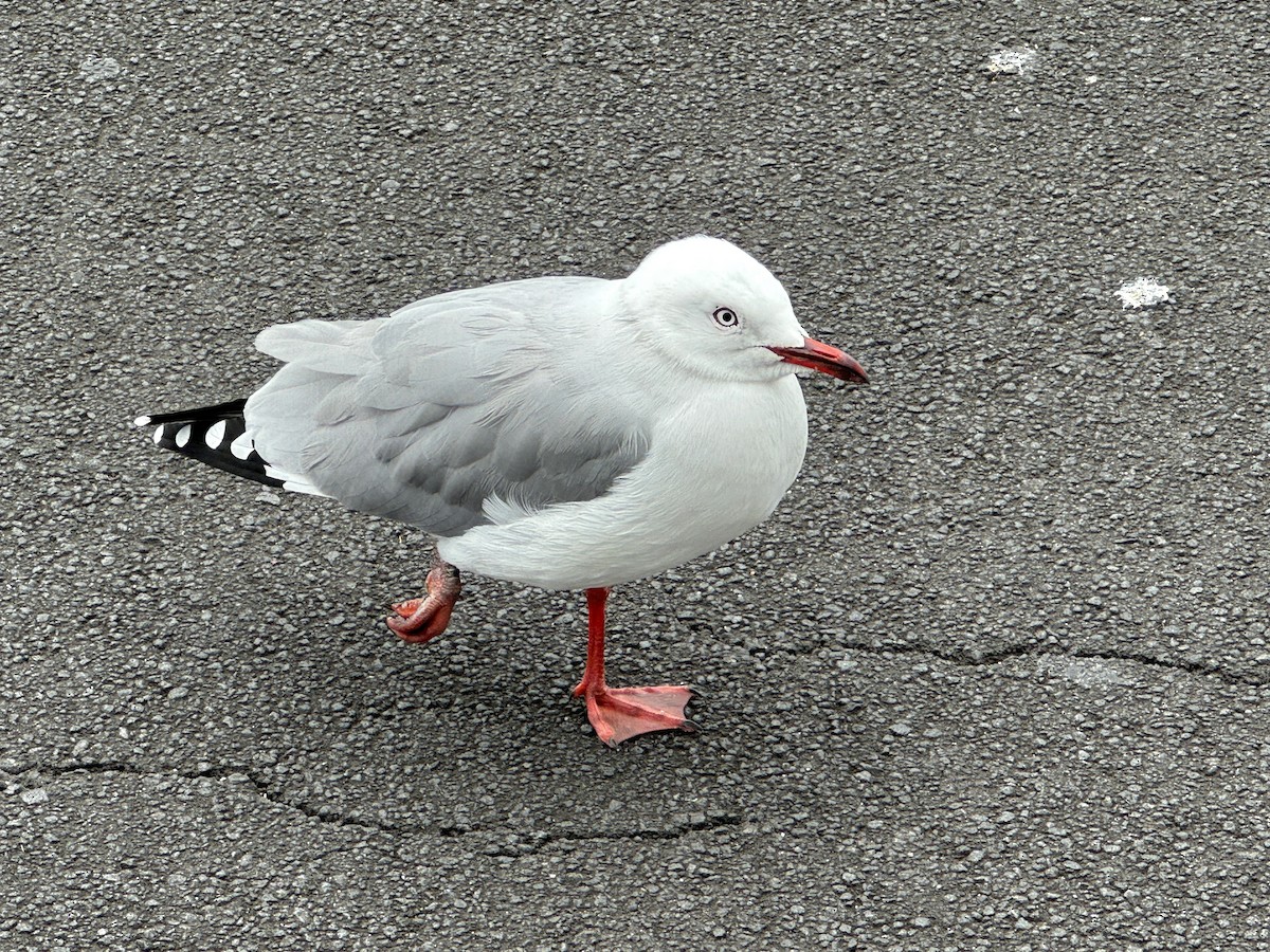Silver Gull (Red-billed) - ML618658243