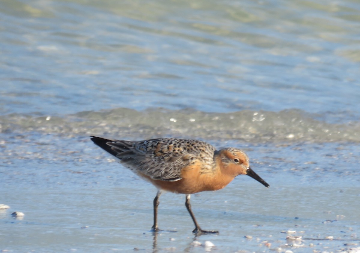 Red Knot - ML618658244