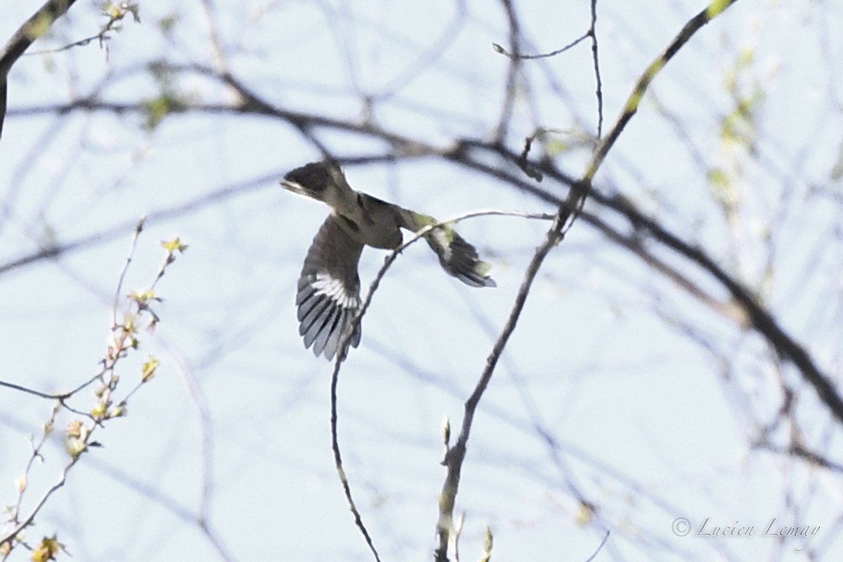 Northern Mockingbird - Lucien Lemay
