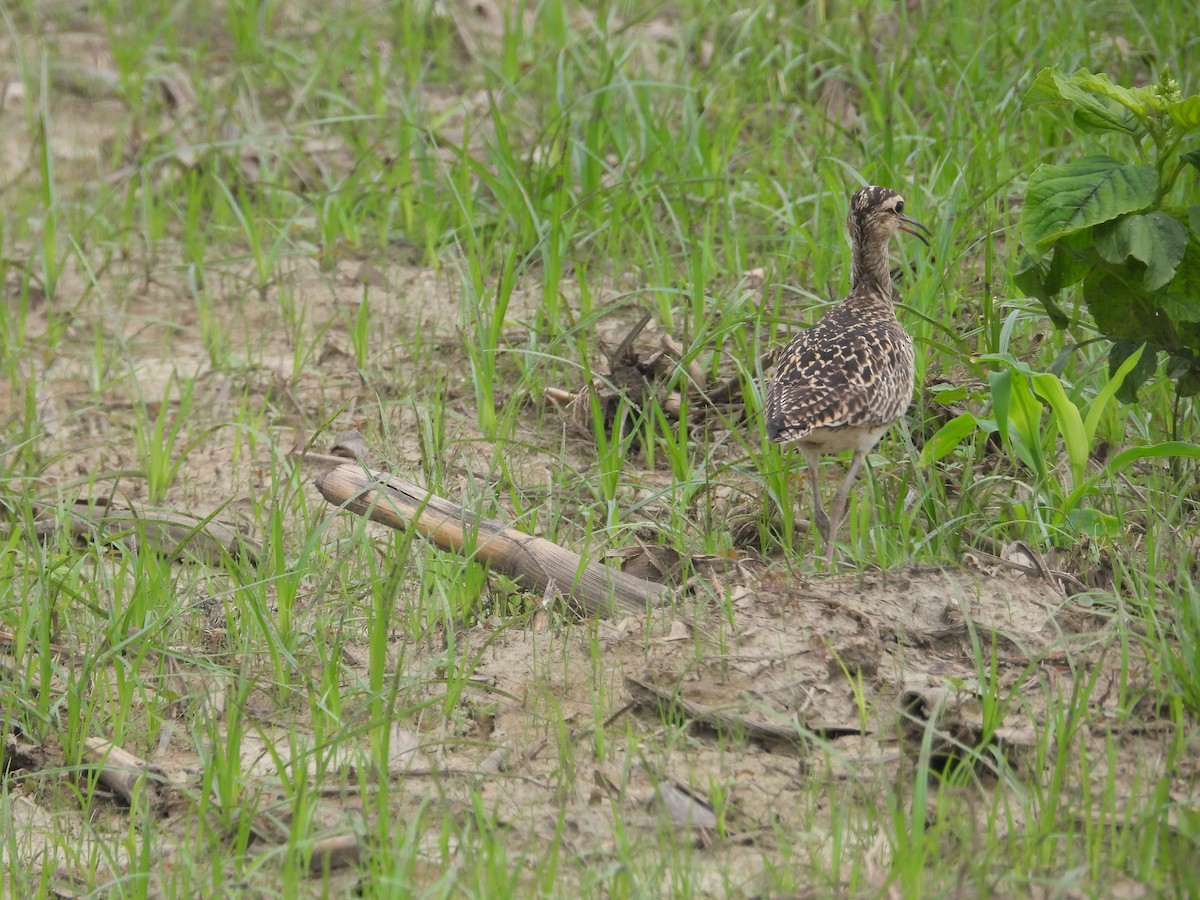 Little Curlew - ML618658298