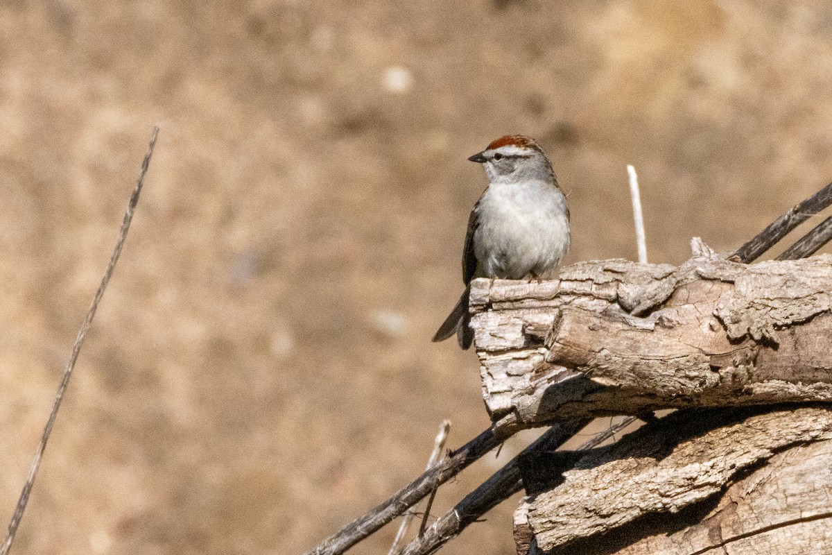 Chipping Sparrow - ML618658302