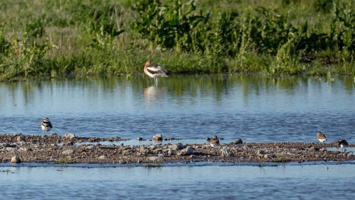 Semipalmated Plover - ML618658393