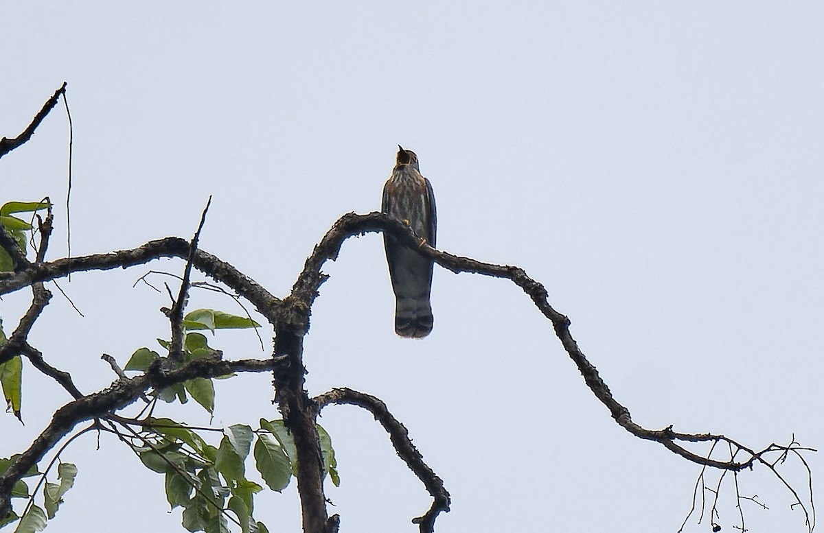 Hodgson's Hawk-Cuckoo - ML618658394