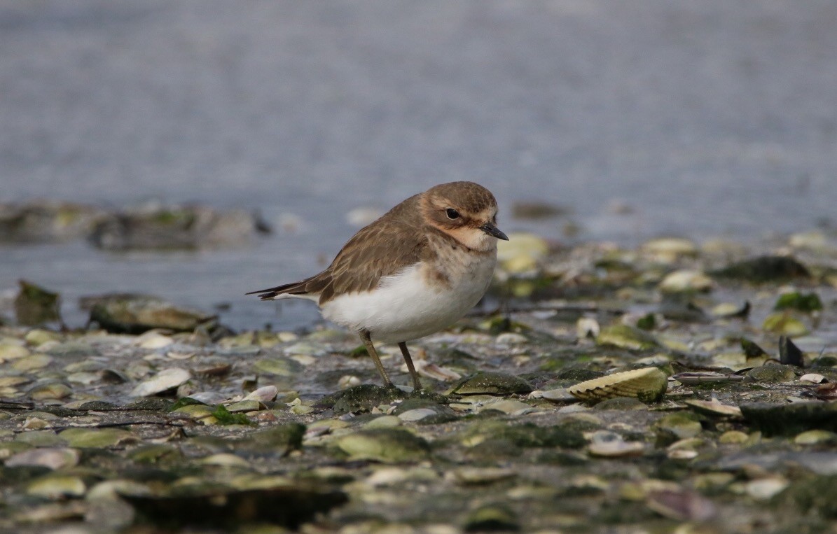 Double-banded Plover - Indra Bone