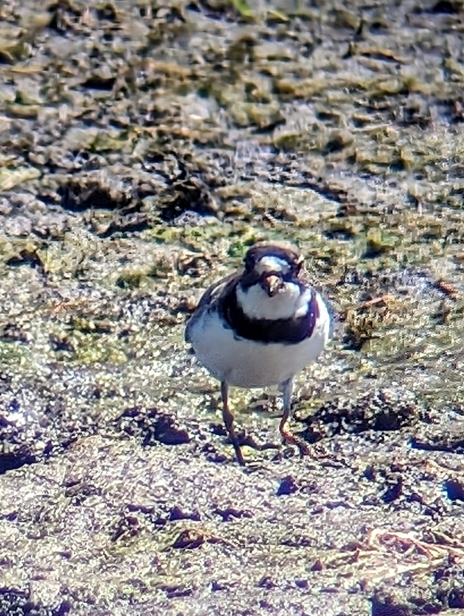 Semipalmated Plover - ML618658417