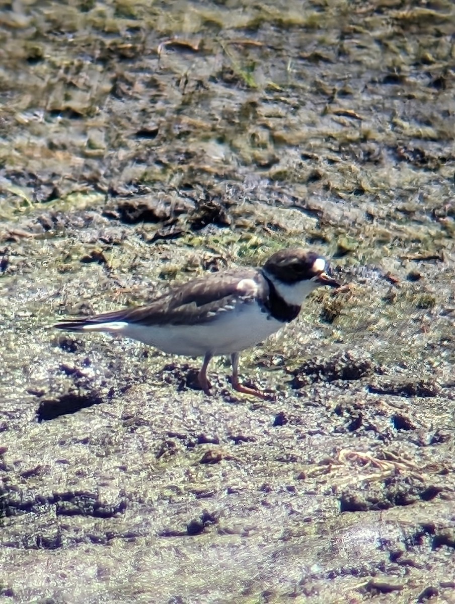 Semipalmated Plover - ML618658418