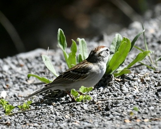 Chipping Sparrow - ML618658447