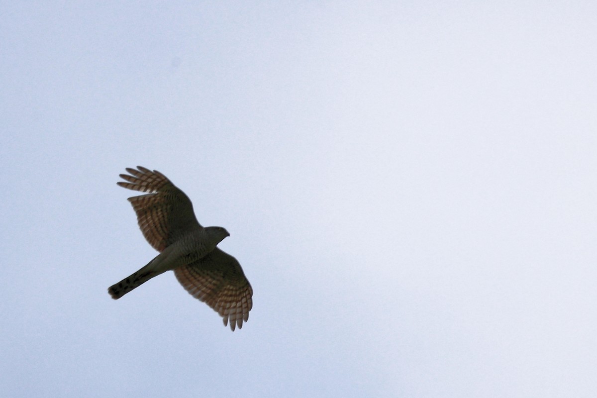 Eurasian Sparrowhawk - ML618658449