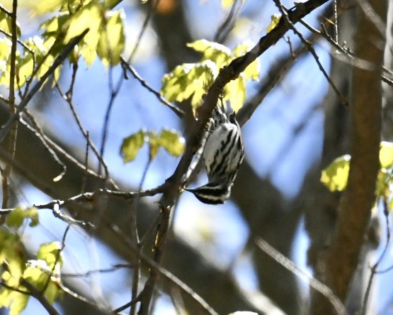 Black-and-white Warbler - ML618658451