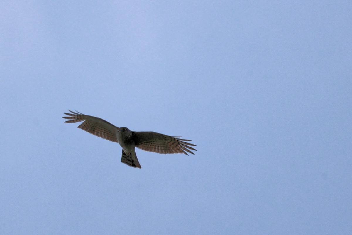 Eurasian Sparrowhawk - ML618658453