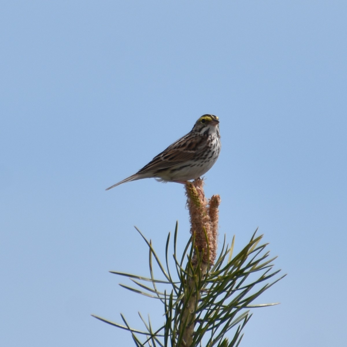 Savannah Sparrow - ML618658454