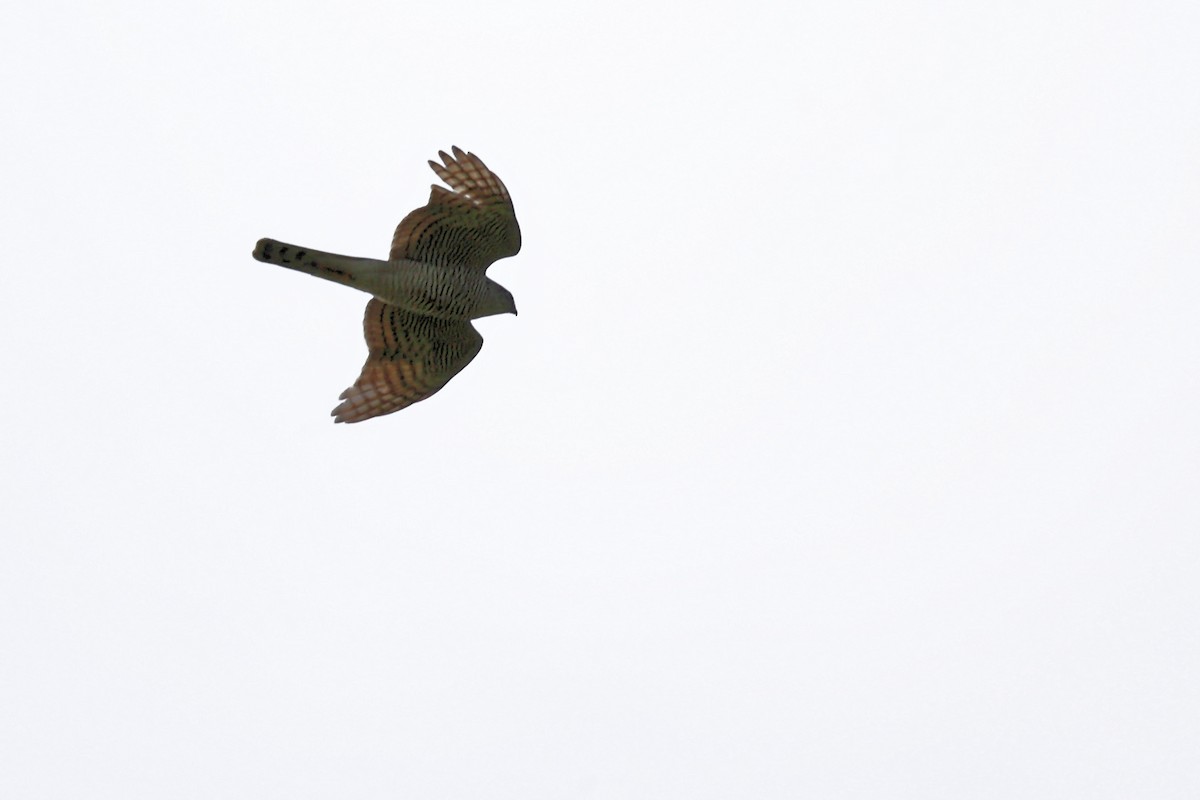 Eurasian Sparrowhawk - ML618658467