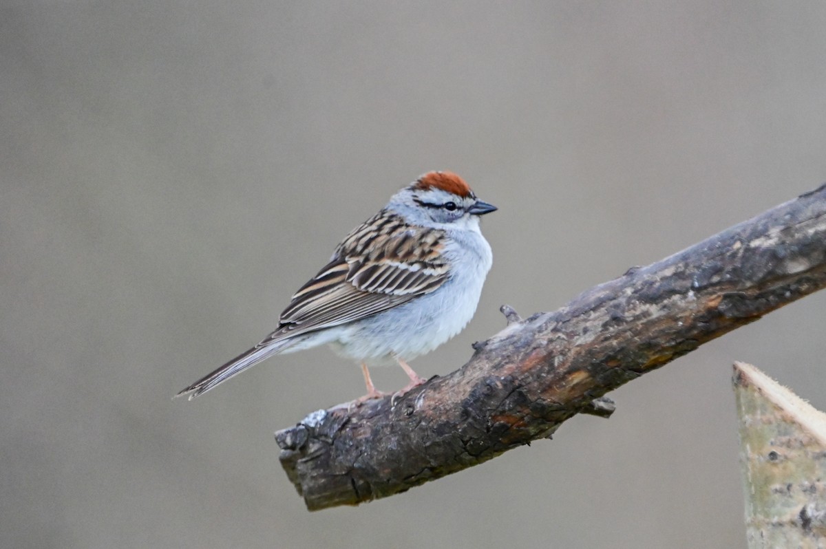 Chipping Sparrow - ML618658534