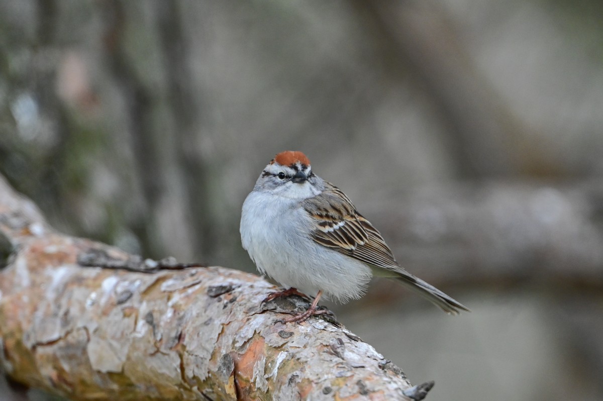 Chipping Sparrow - ML618658535