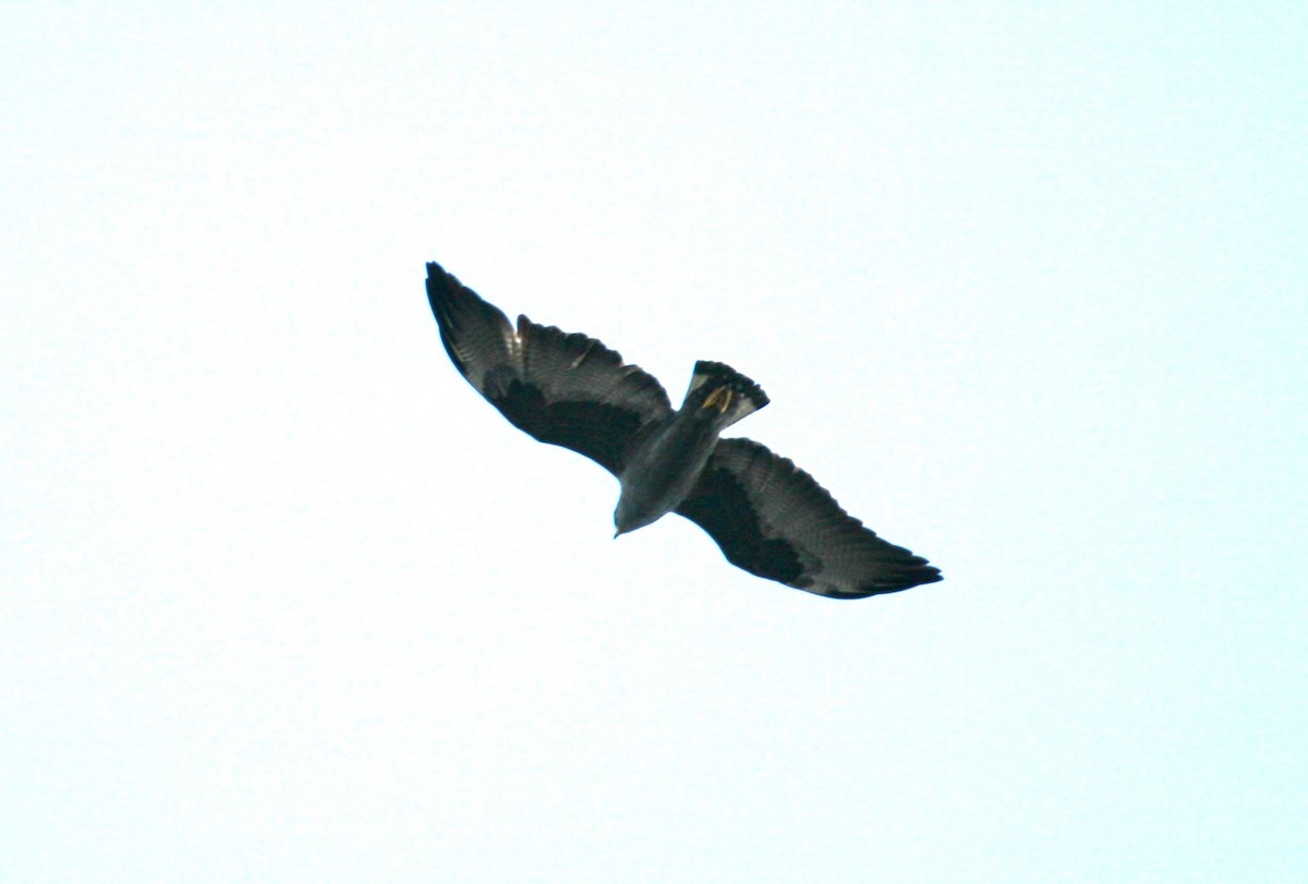 White-tailed Hawk - ML618658563