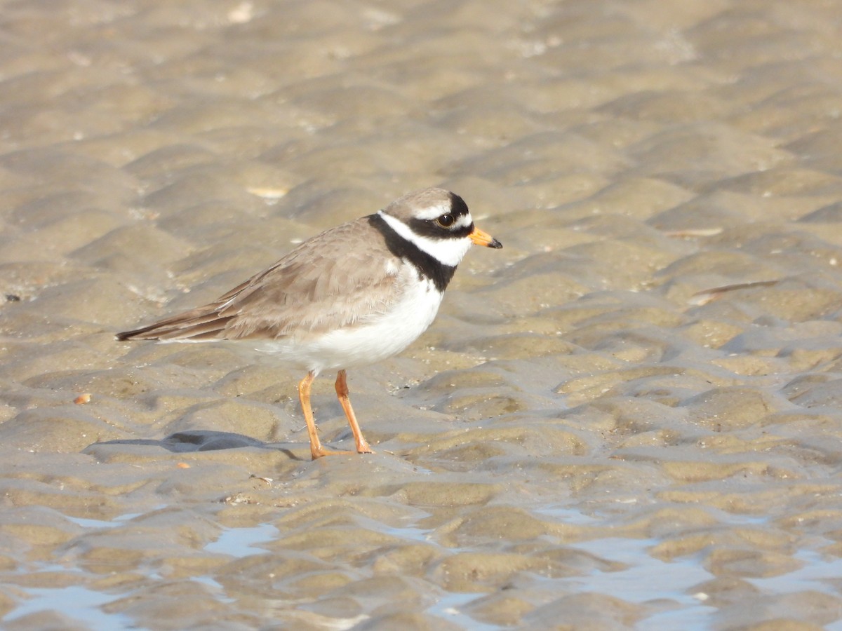 Common Ringed Plover - ML618658565