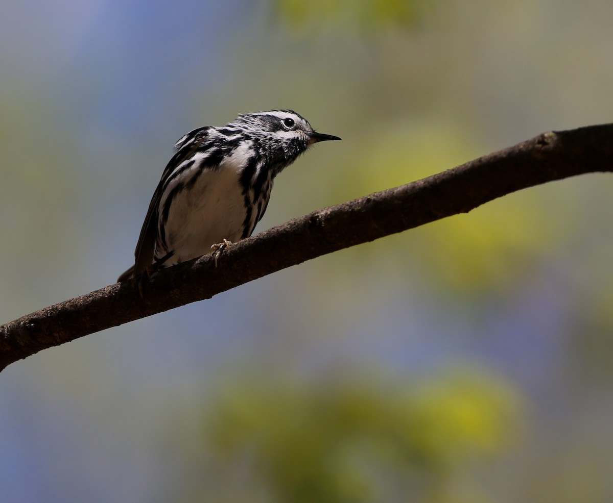 Black-and-white Warbler - ML618658568