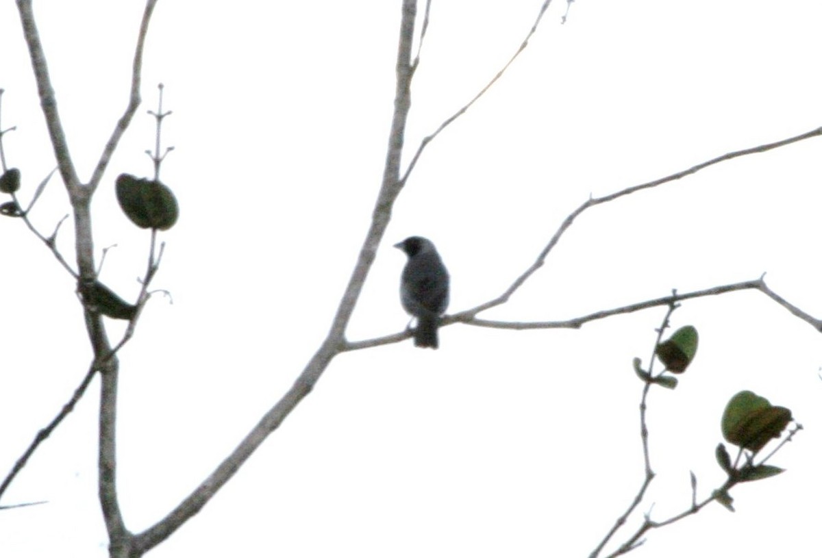 Black-faced Tanager - ML618658571