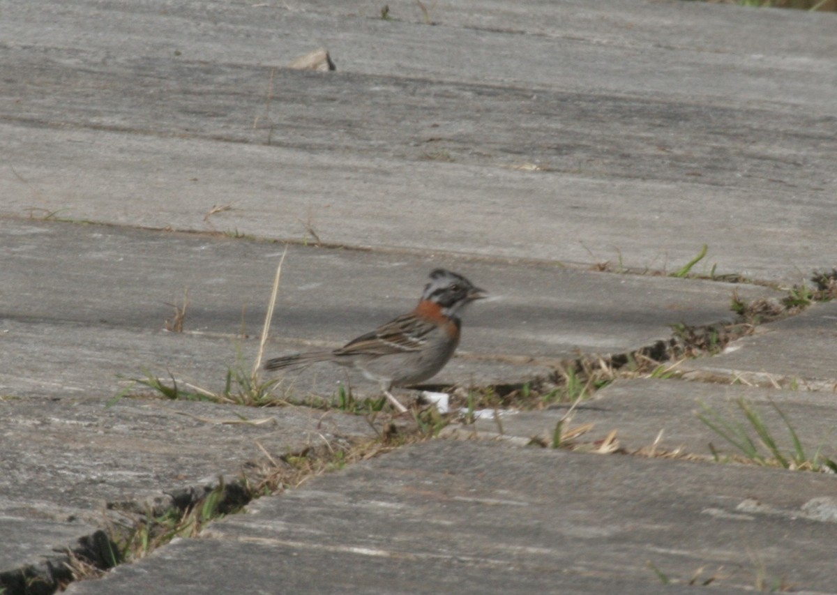 Rufous-collared Sparrow - ML618658598