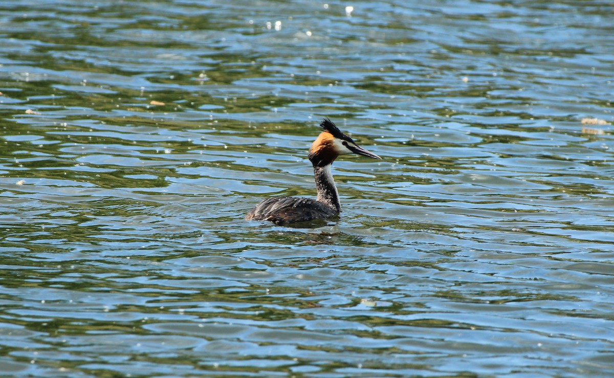 Great Crested Grebe - ML618658615