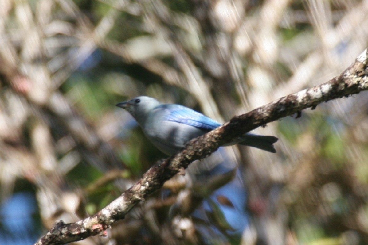 Blue-gray Tanager - ML618658662