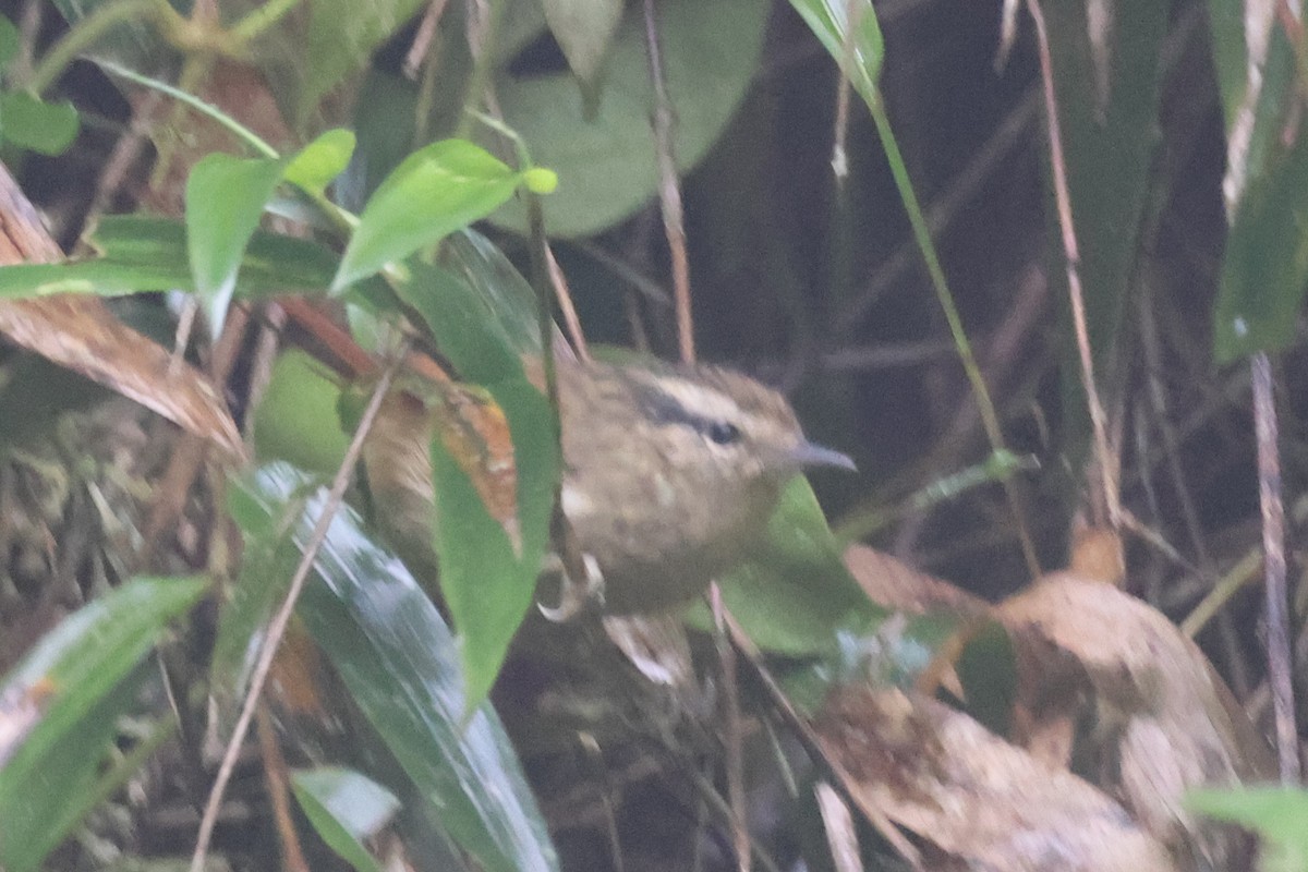 Rufous-tailed Antbird - ML618658675