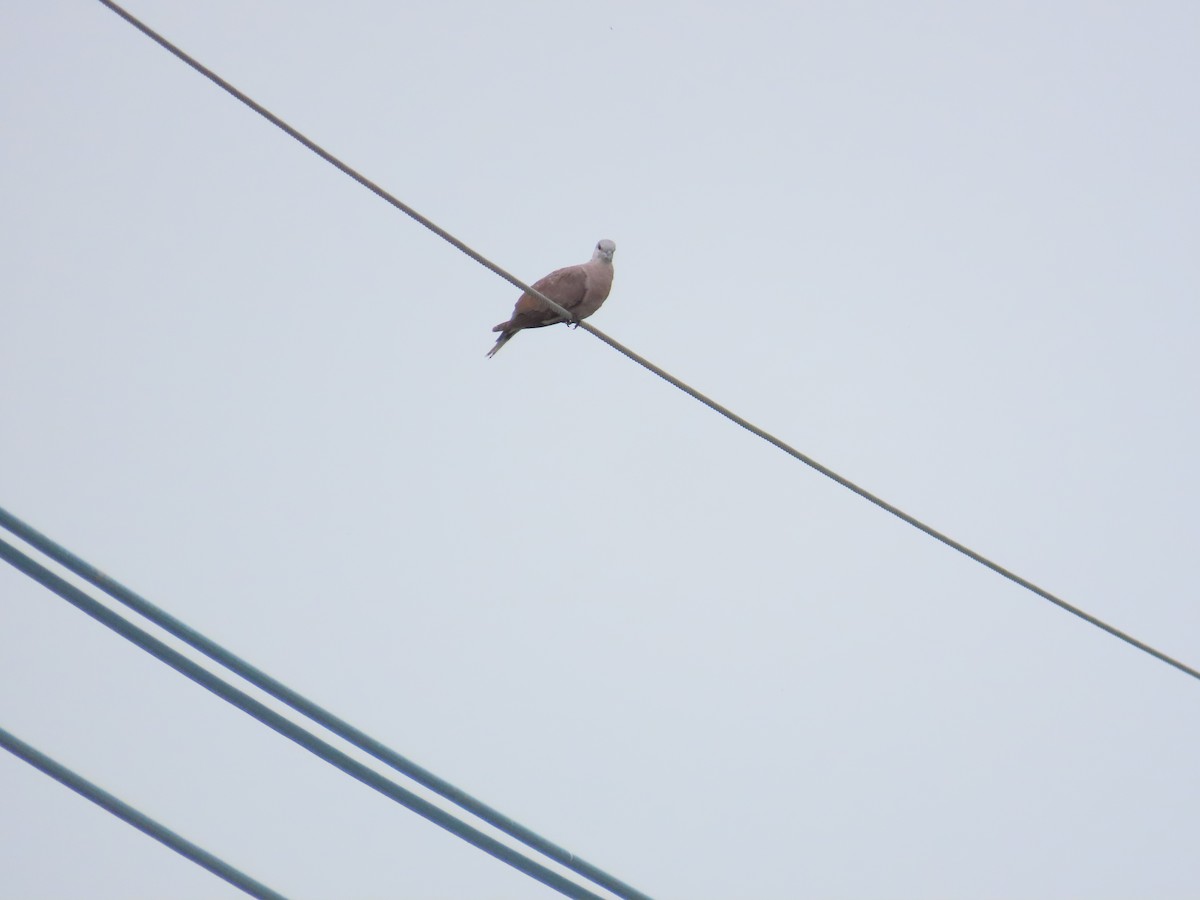 Red Collared-Dove - ML618658692