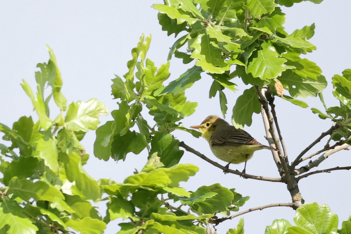 Melodious Warbler - ML618658735