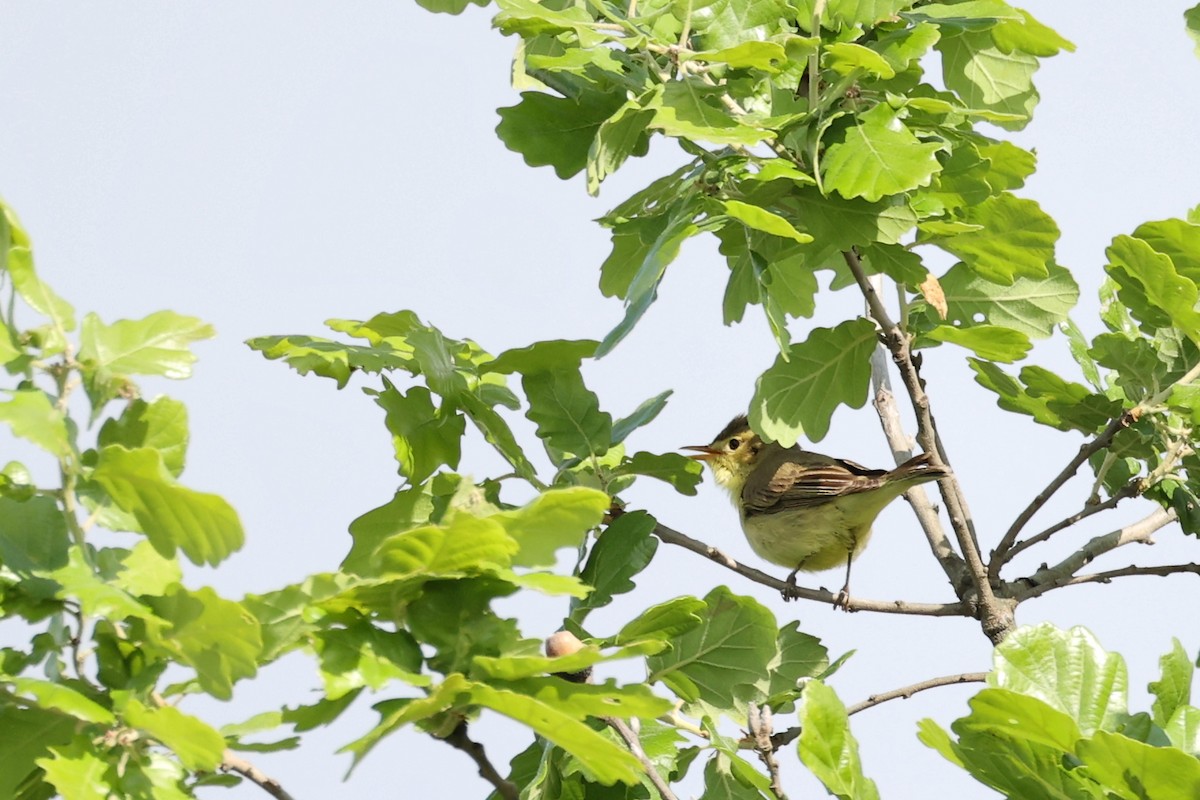 Melodious Warbler - ML618658737