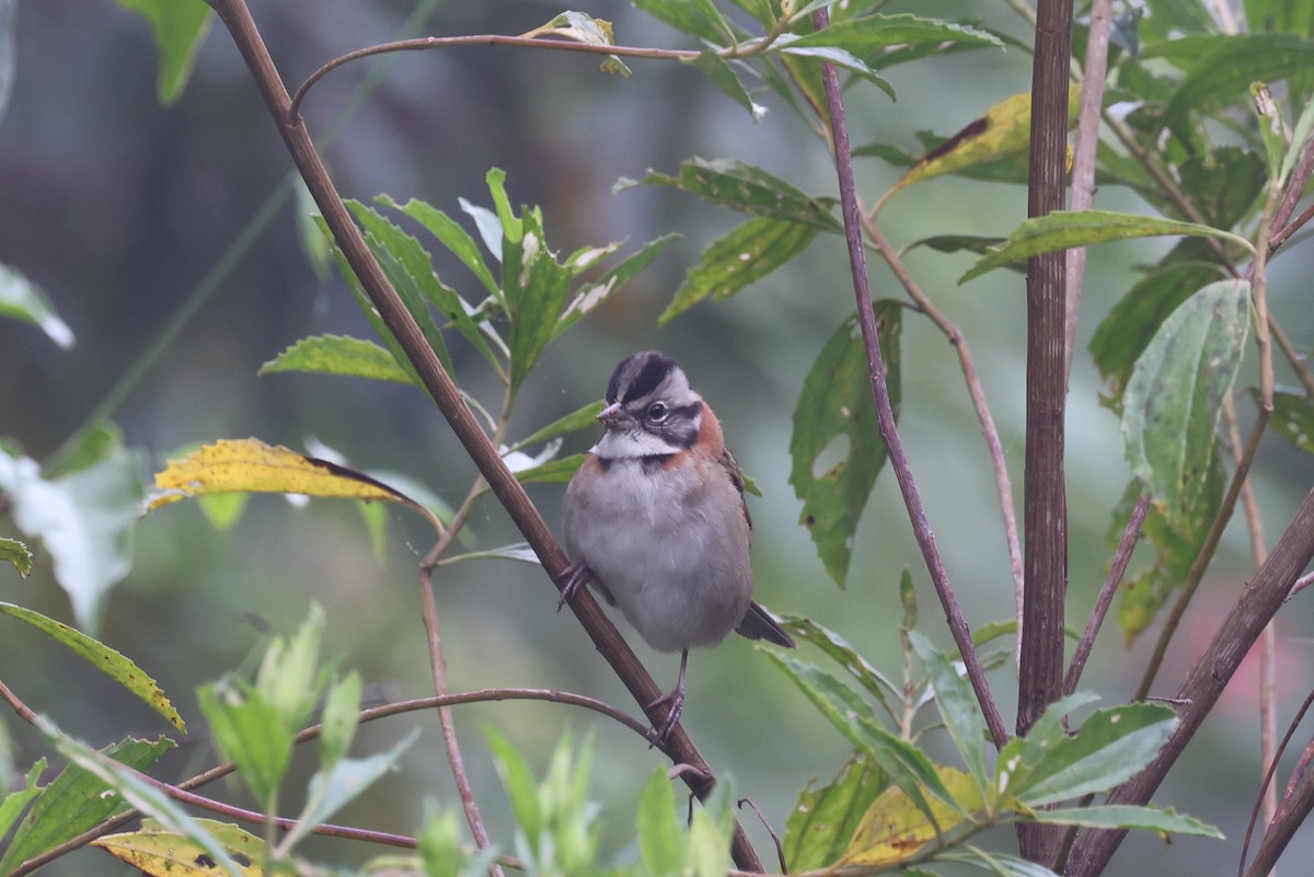 Rufous-collared Sparrow - ML618658739