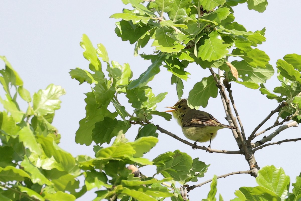 Melodious Warbler - ML618658742