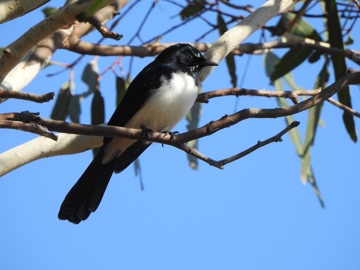 Willie-wagtail - Kerry Vickers