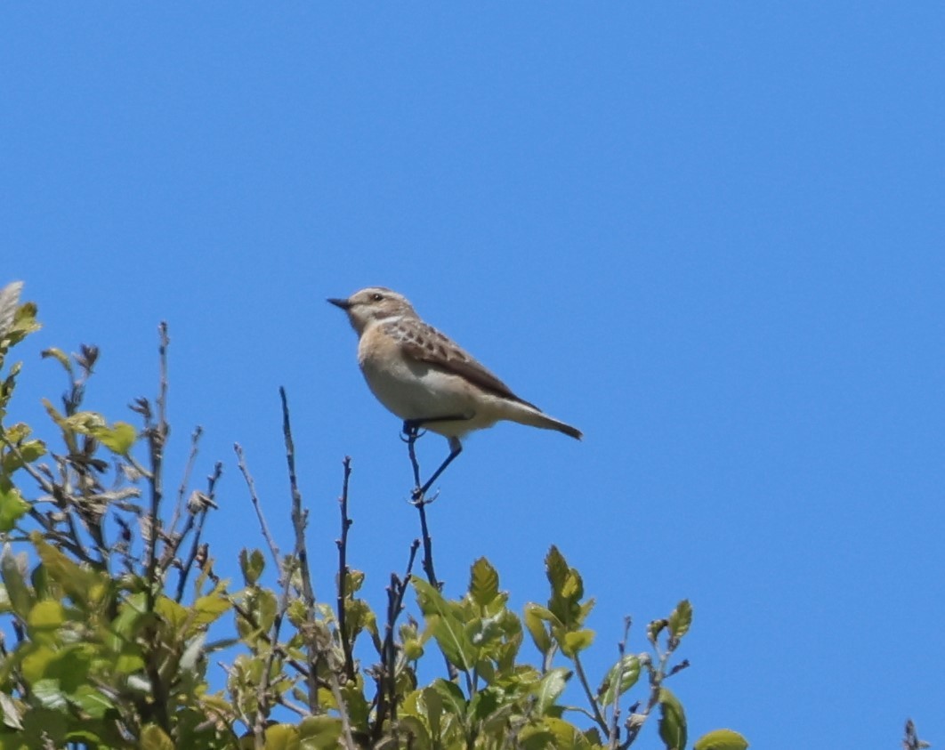 Whinchat - ML618658785